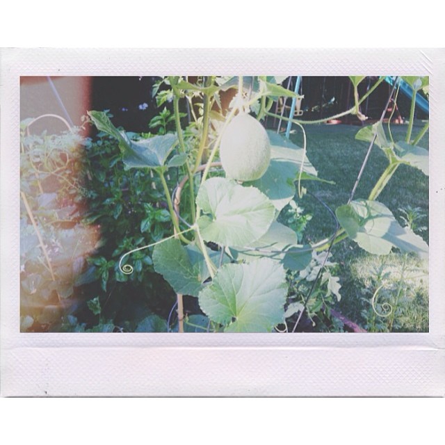 I grew an organic / non genetically modified cantaloupe.  My proudest gardening ...