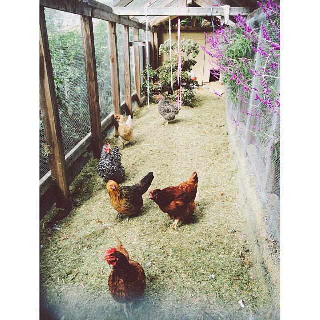 Malibu coop lyfe...