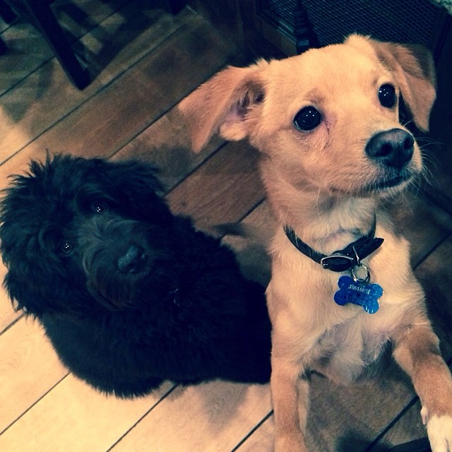 babies 
(Coco is camera shy, she apologizes)...