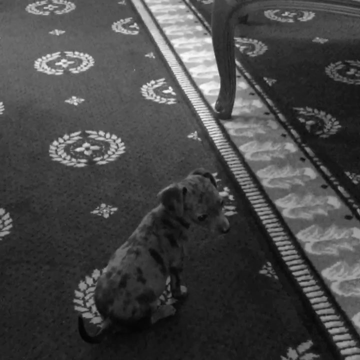 Pignoli in action...