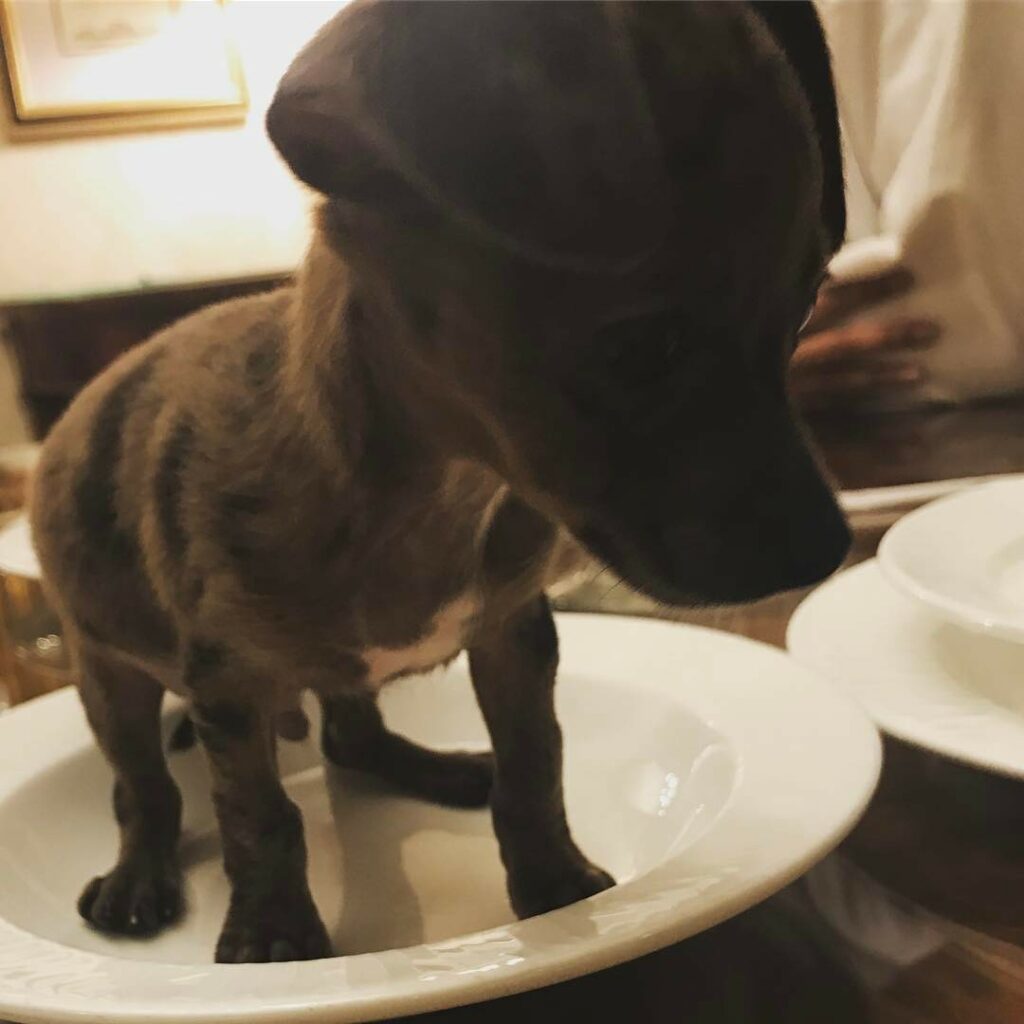 Bon appetit...