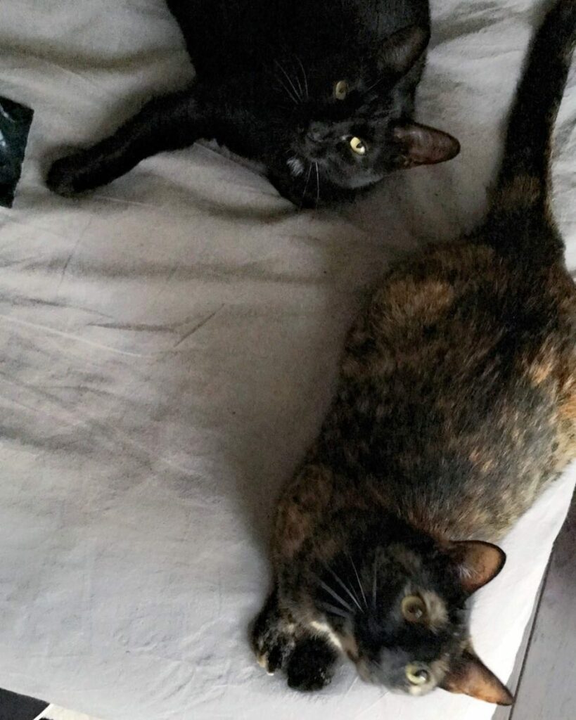 Forgot about Pet Day on social media. Also Sibling Day. Pretend this is a pic of...