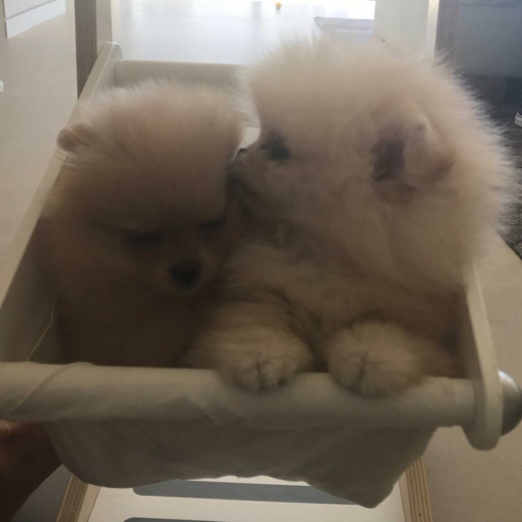 Sister puppies for North & P! Penelope named hers honey. What should we name our...