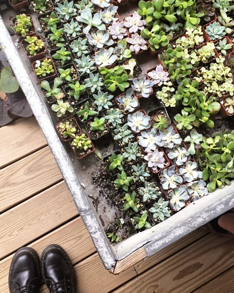 shopping for plant babies!...