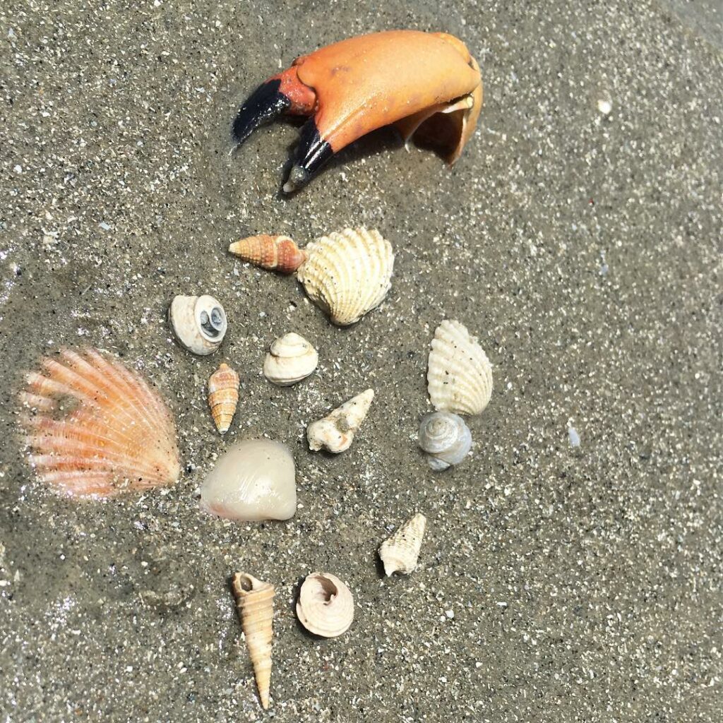I wish you could see how tiny baby these shells are...