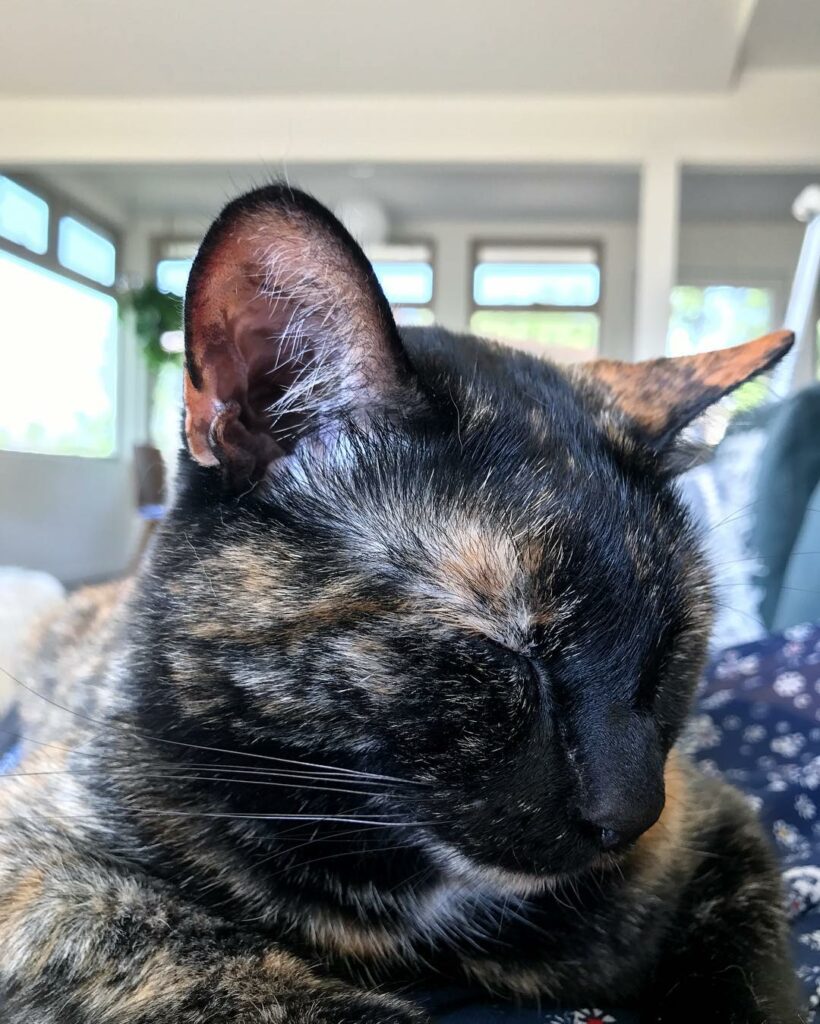catch me pinned under this cat...