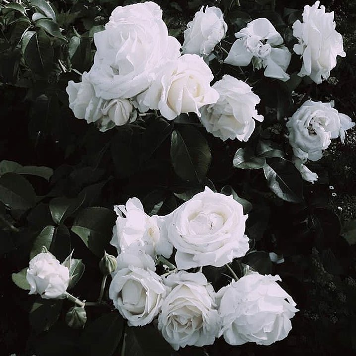 "He found the colors to paint her where the world had left her grey" Atticus...