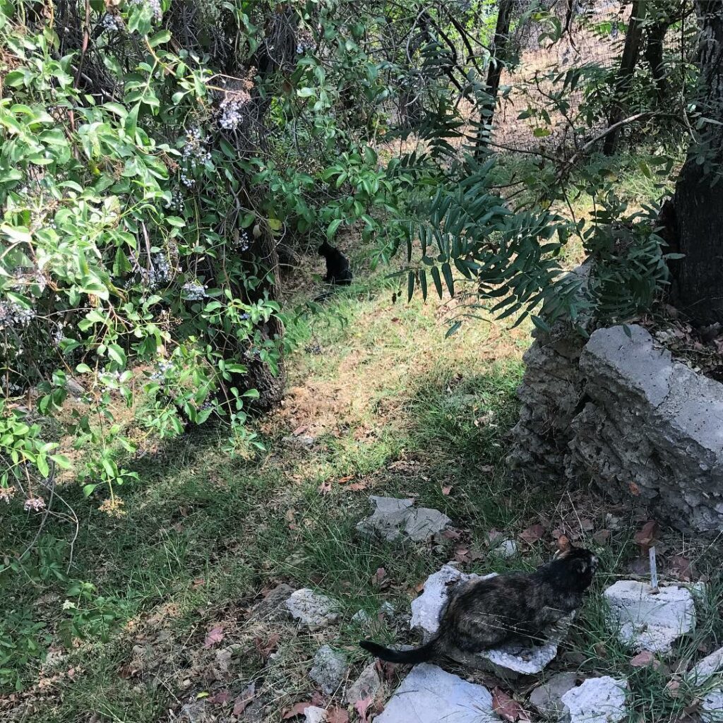 the girls are determined to wander...
