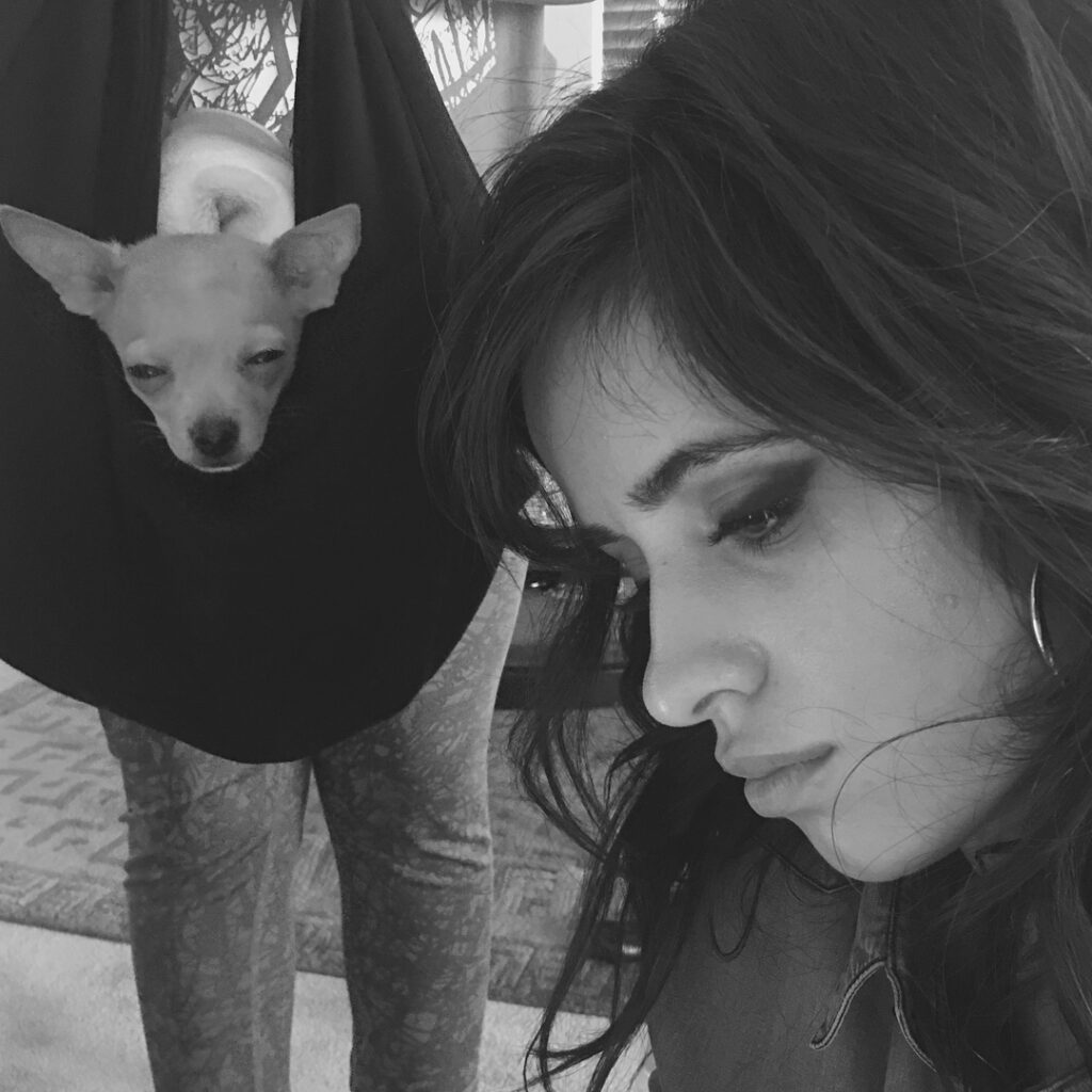 oooKAAAAAY chihuahua shading the heck out of me while im just mindin my business...