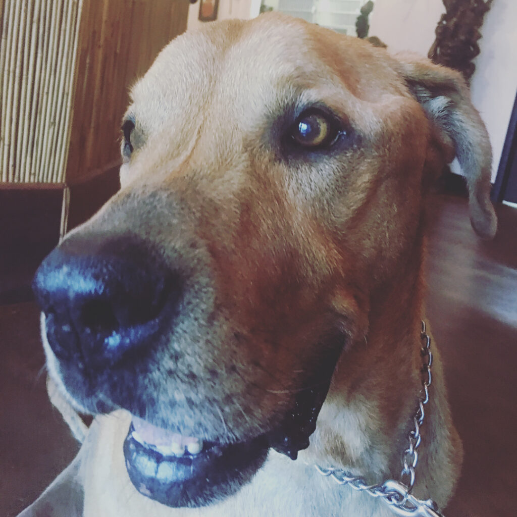 i'm going to miss u so much Ringo, thank u for letting me be a part of your life...