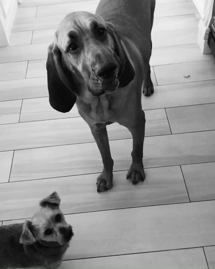cry with me one time #nationaldogday...