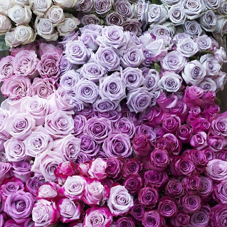 Flowers have powers I swear it ...