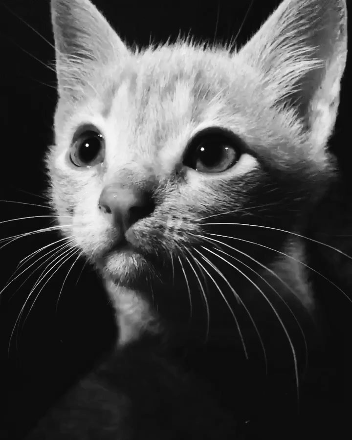 The proportions of big kitten eyes to their baubly kitten heads and baubly kitte...