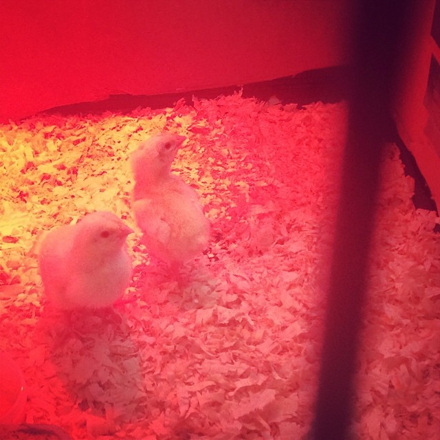 Little chicky and big chicky. ...