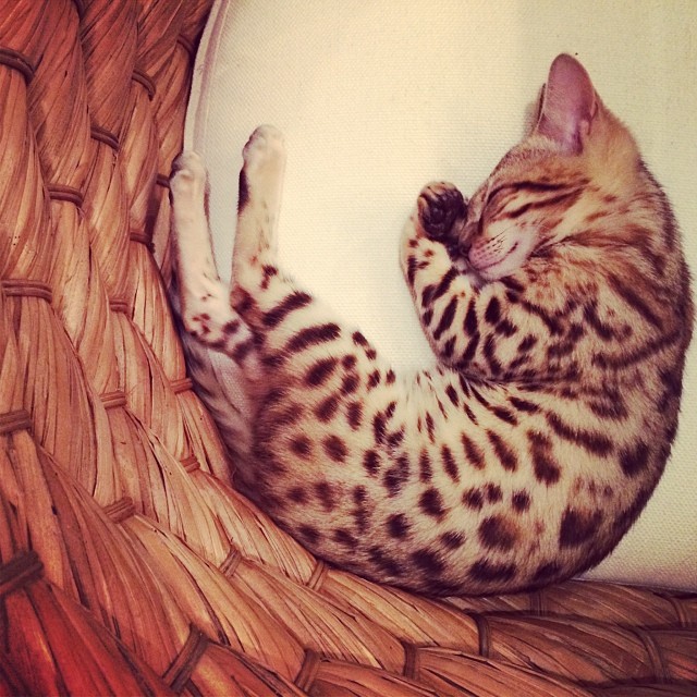Sleepy Kitty....