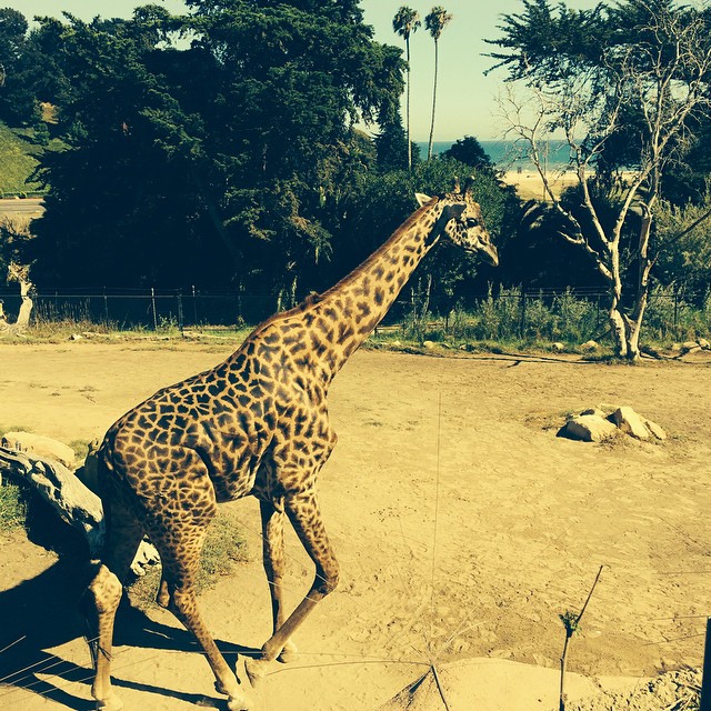 Giraffe with a view....