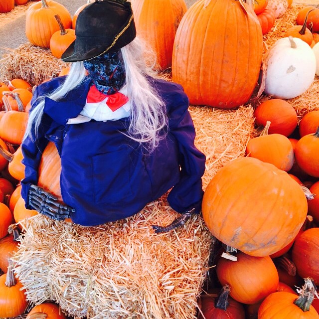 #pumpkinpatch ...