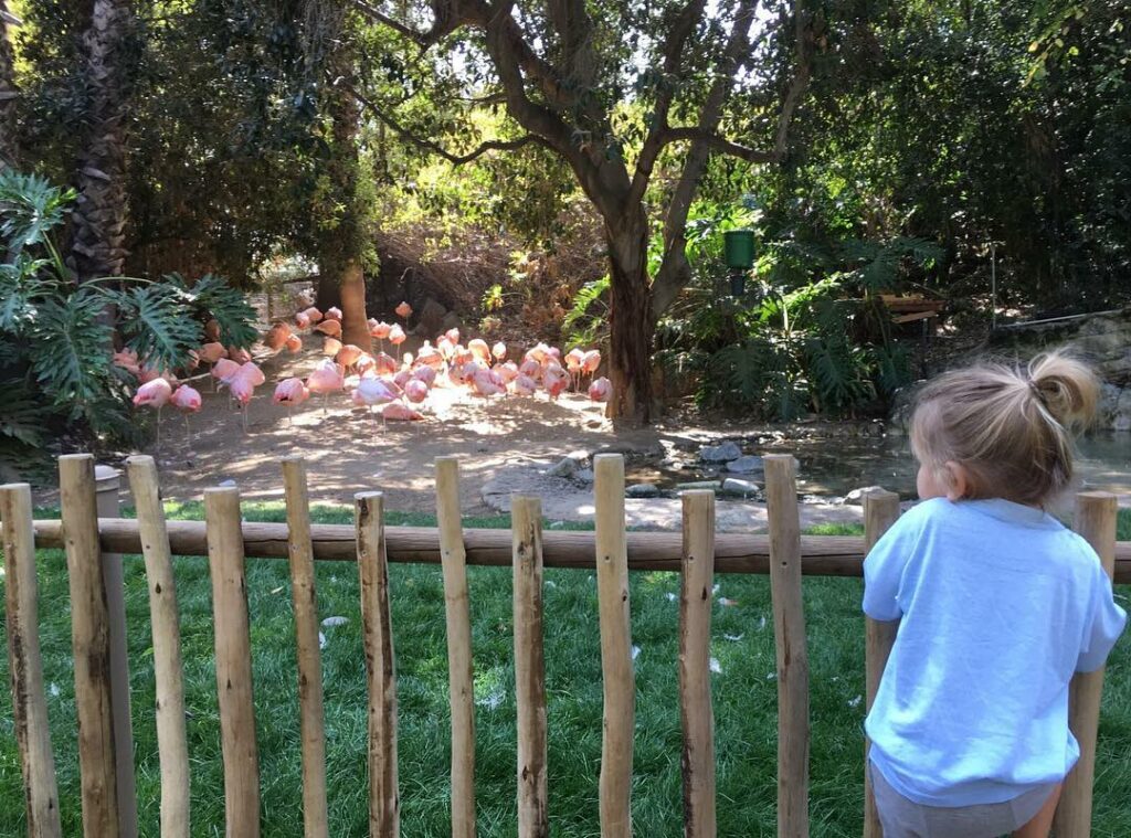 happy saturday ... still no flamingo emoji ......