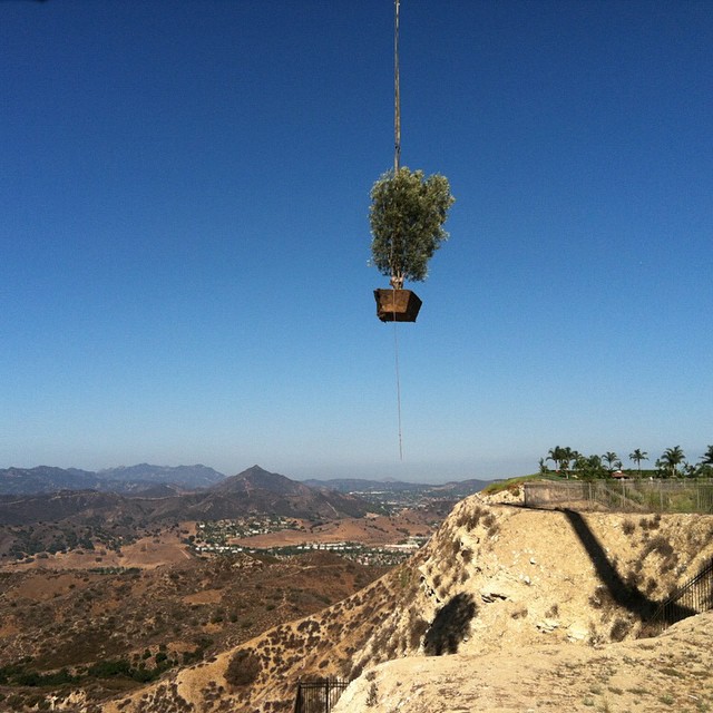 Just getting some olive trees today!...