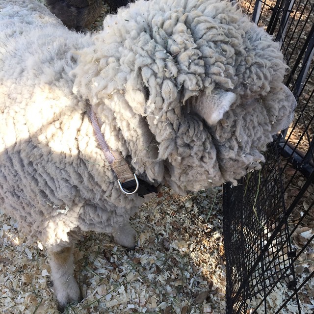 Baa....