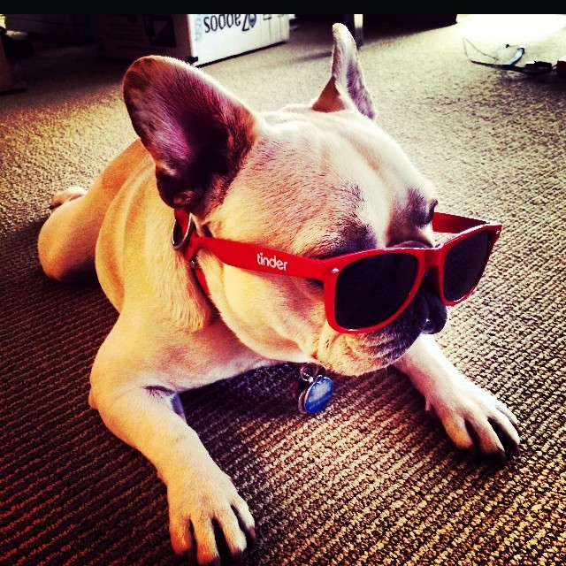 The @tinderapp puppy is to die for!...