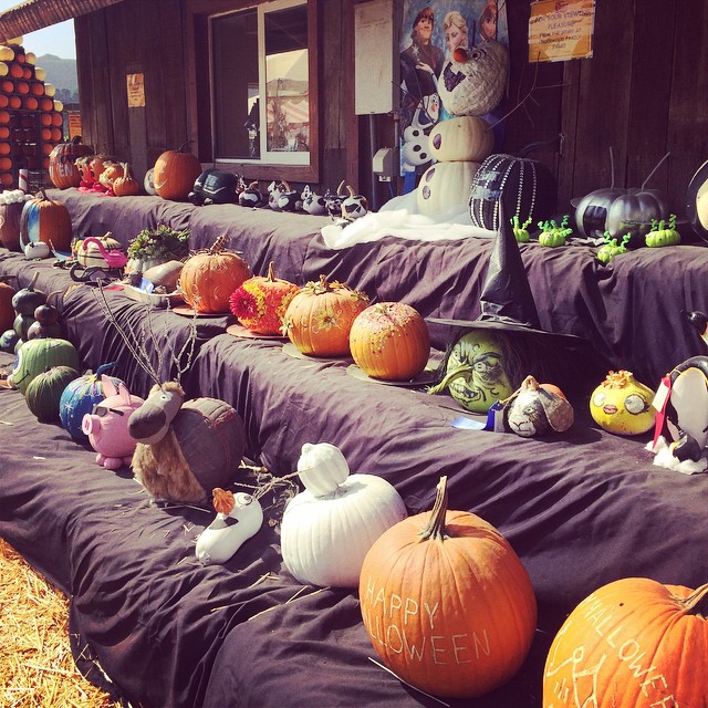 Too many cute ones. Arts and crafts pumpkin steeze. #underwoodFarms ...