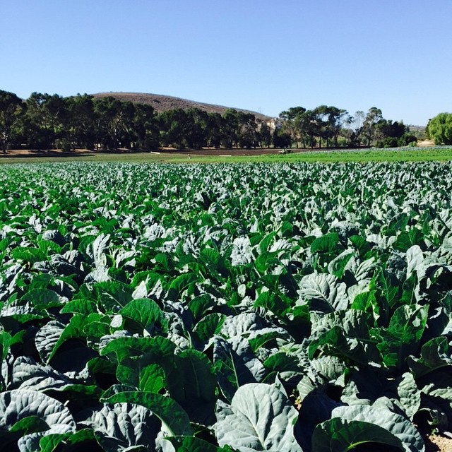 Veggie picking at the farm today. #caliLife...
