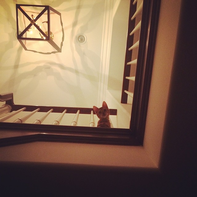How cute is little kitty peaking over the stair case at me last night?...