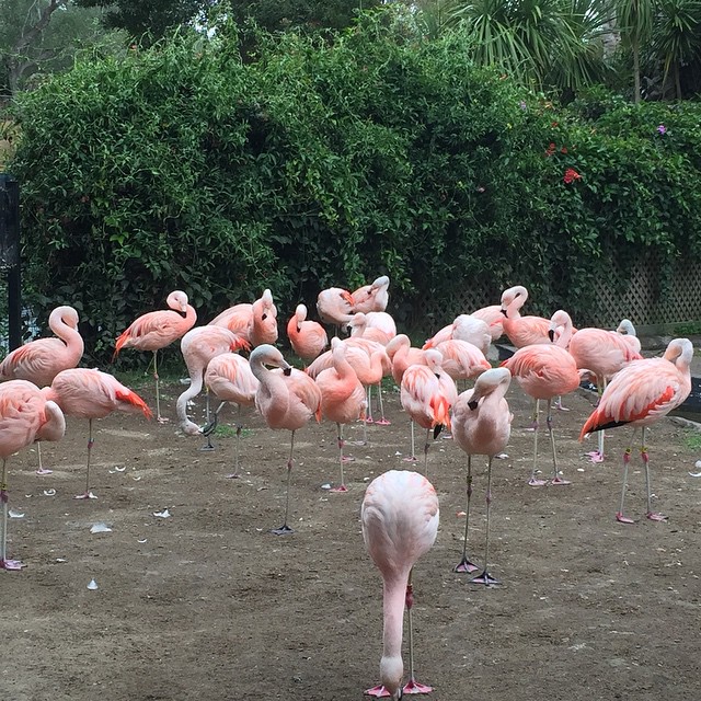 Fun day running through the zoo in the rain!...