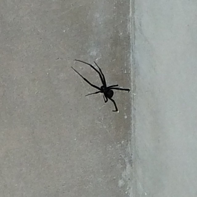 Ahhh! Ran into this girl this morning! #blackWidow...