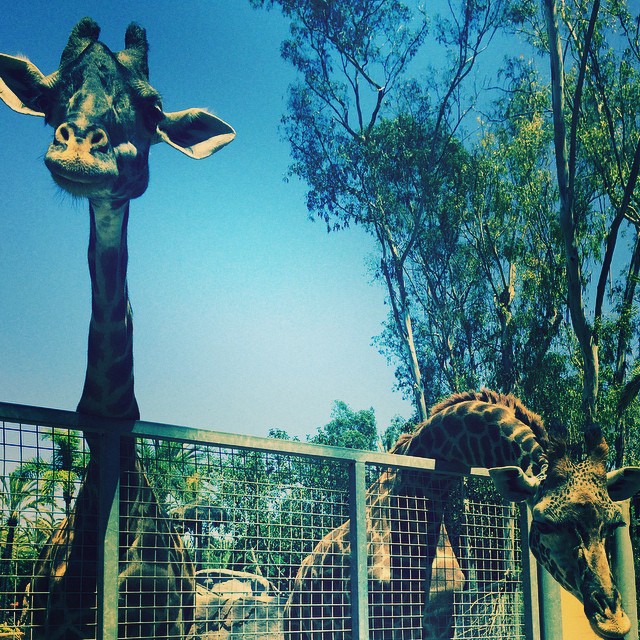 What beautiful creatures @sandiegozoo!...