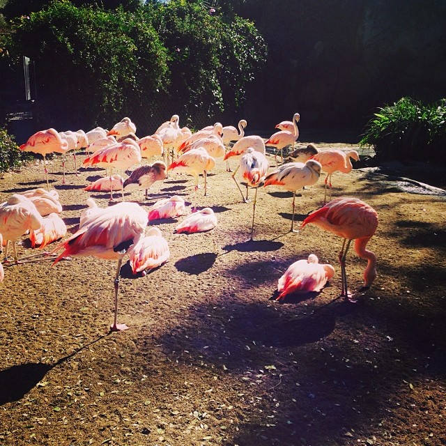 Zoo!...