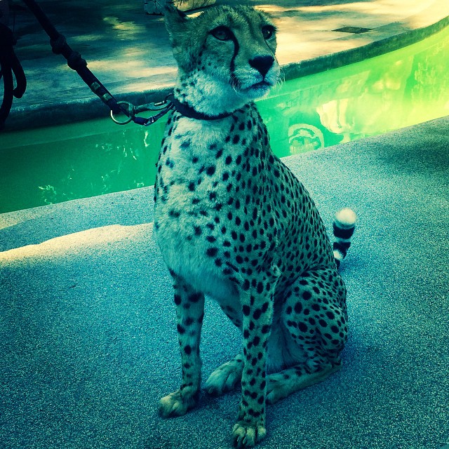 Pretty kitty  @sandiegozoo...