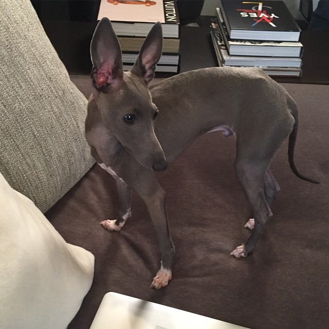 I have a visitor and he wants you guys to follow him @normiejenner....