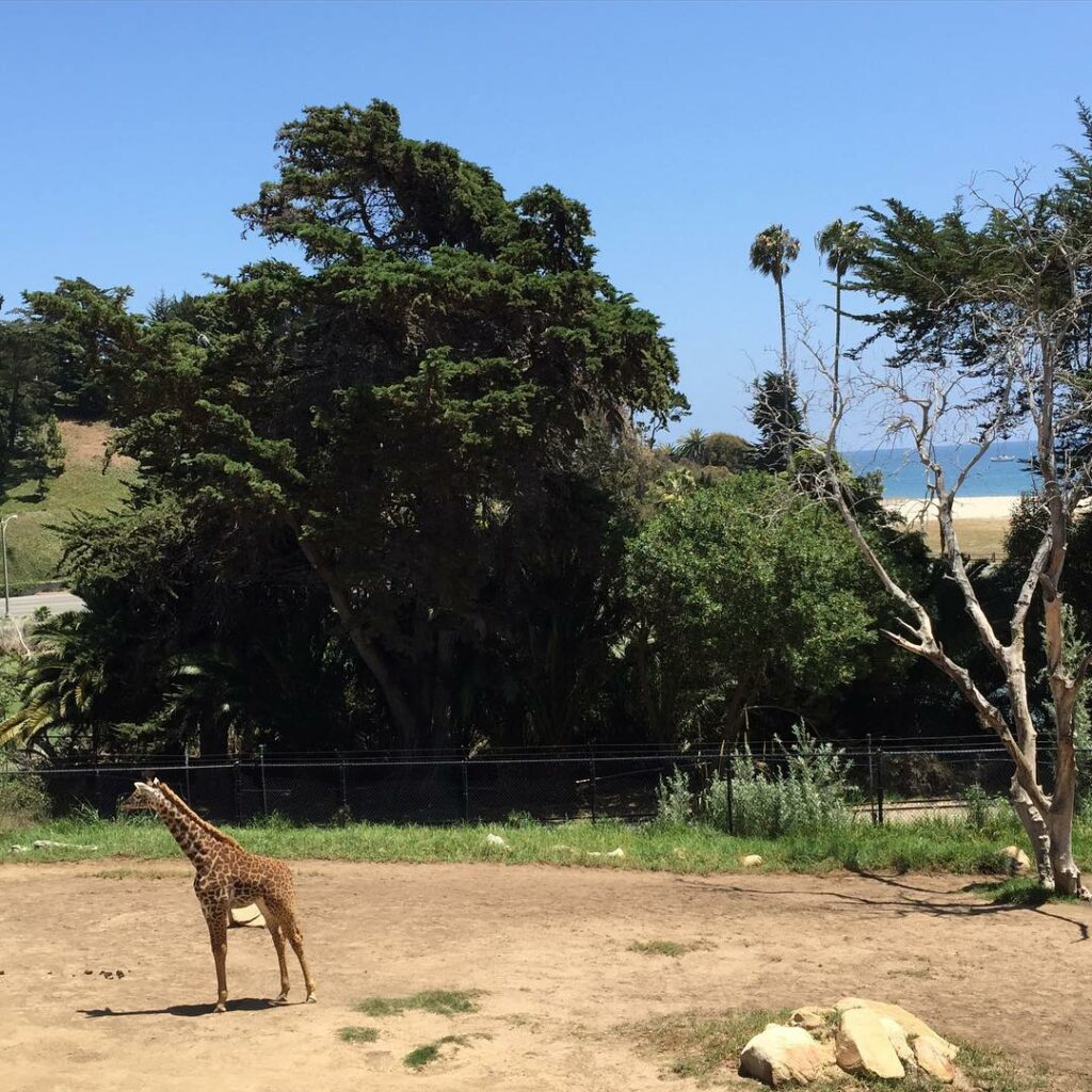 ZOO with a view!...