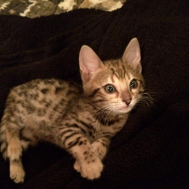 Kitty....