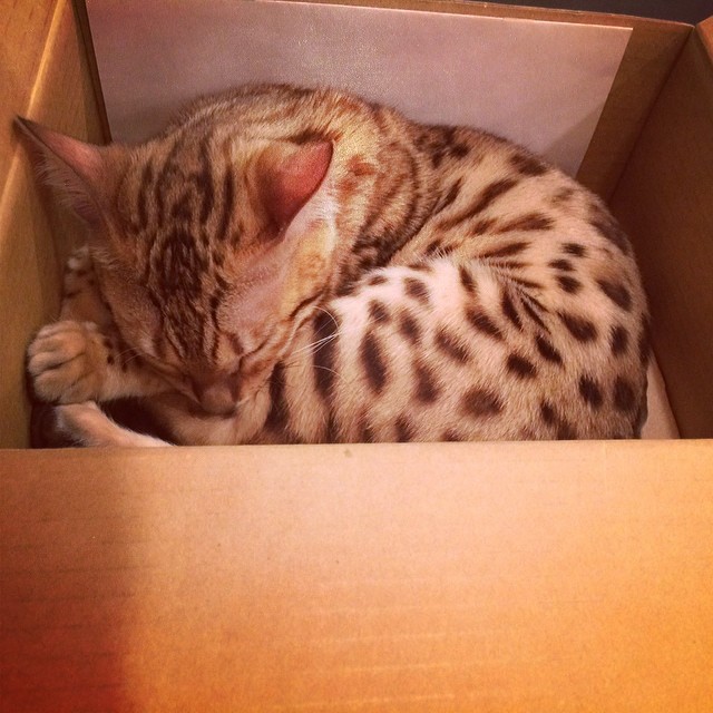 I found her taking a nap in a cardboard box...she's too precious....