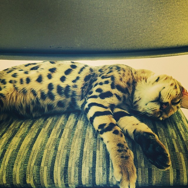 Sleeping beauty....
