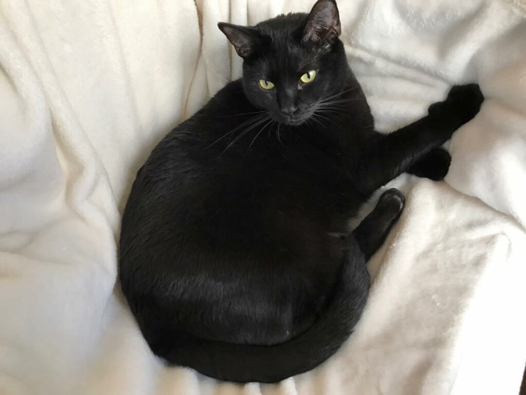 duchess...