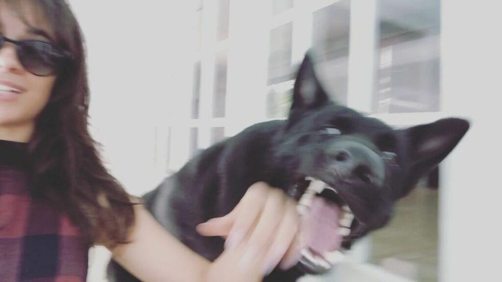 Camila Cabello: the bad part is Leo and Thunder are terrible listeners and all they care about i… the bad part is Leo and Thunder are terrible listeners and all they care about i...