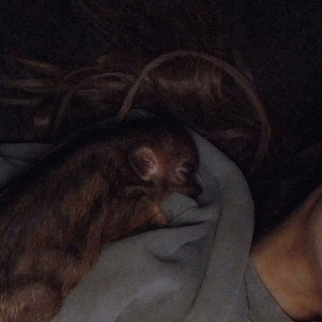 just after she shit on my pillow ...