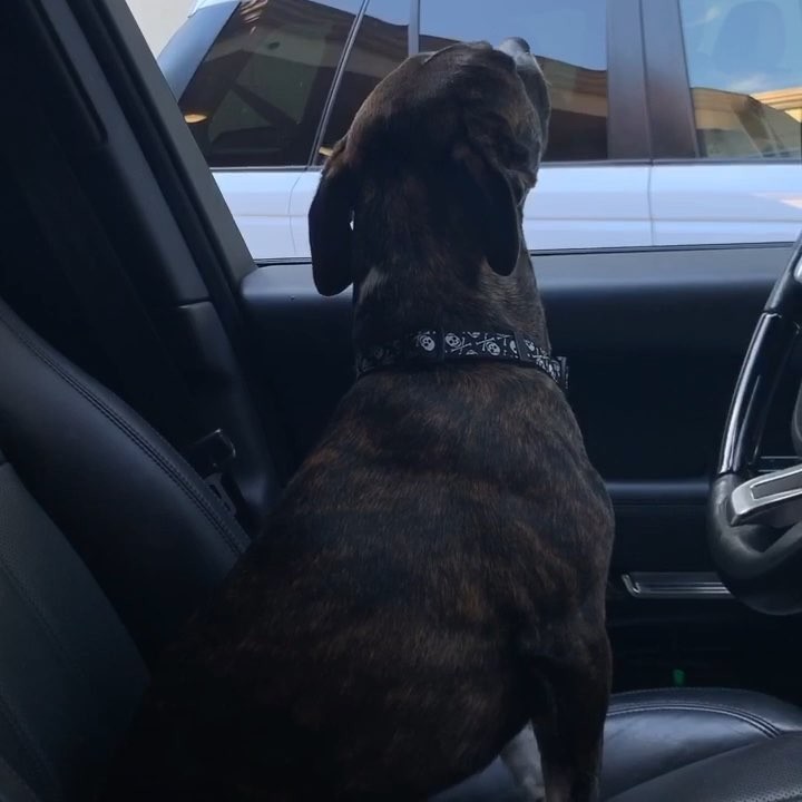 lil homie won’t let me walk out the front door without him anymore ...