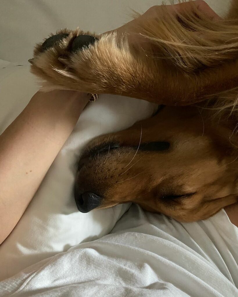 scroll for teef...
