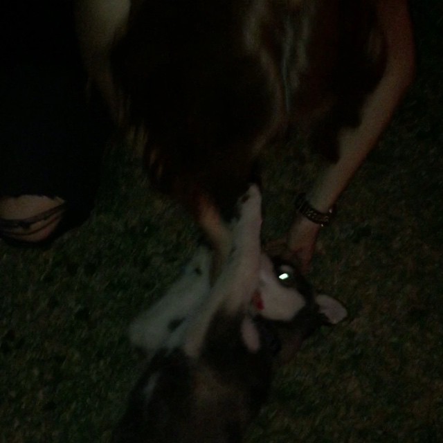 this is my baby godwolf, Dakota. we're new best friends. cc: @redeyeinc...