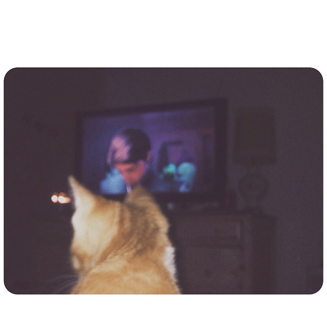 Kittens and Tangled. I'm living @emmgren's new dream....