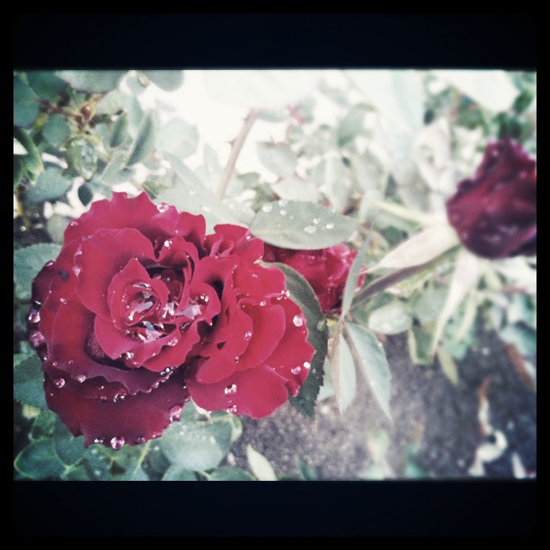 raindrops on roses:...