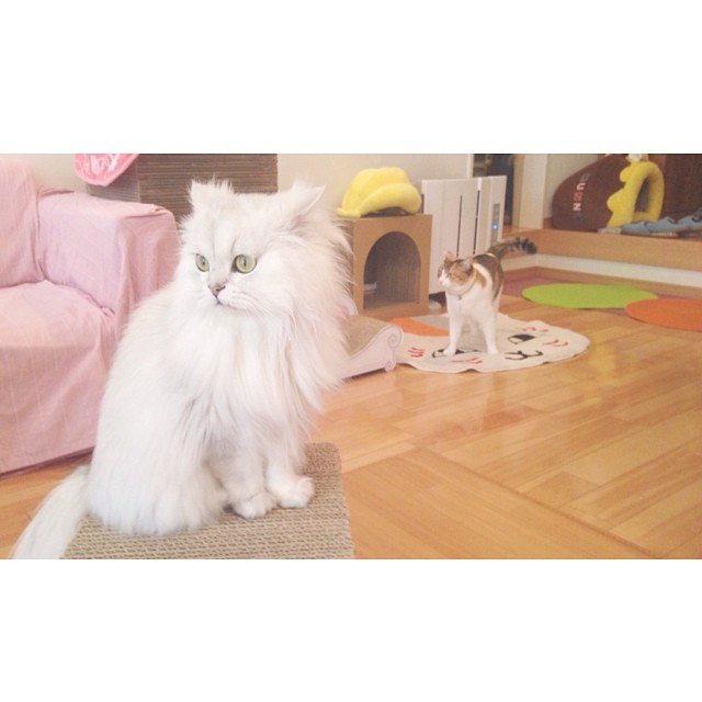 more kitties...