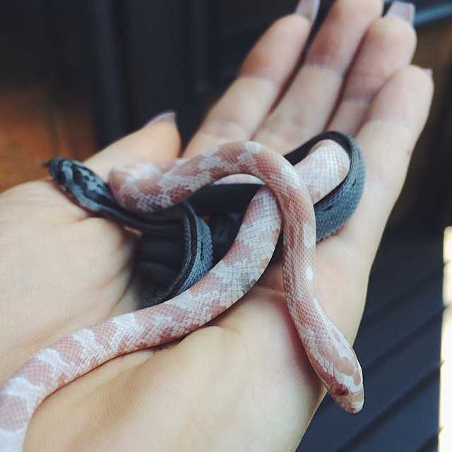 babies ...