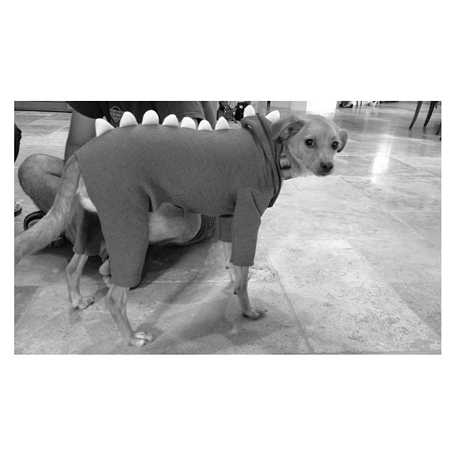 toulouse serving over the shoulder dinosaur realness...
