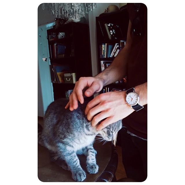 Doctor's interests includes: standing on tables, a good watch, and pettings...